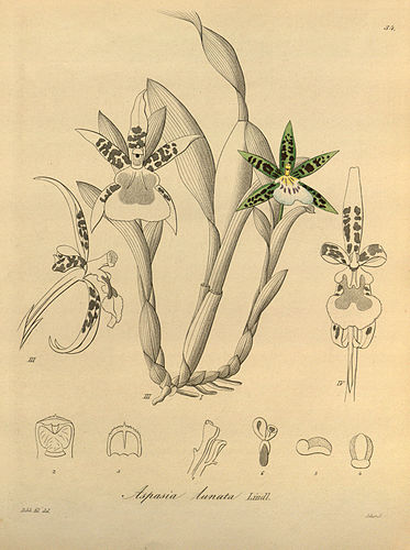 Aspasia lunata